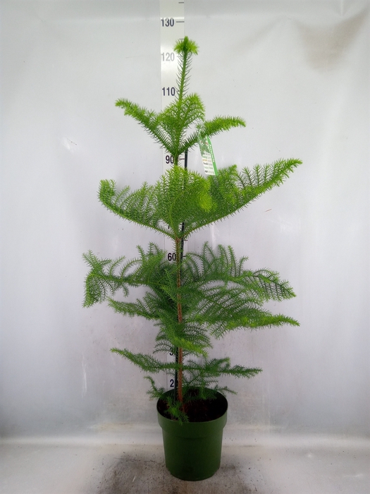 <h4>Araucaria heterophylla</h4>