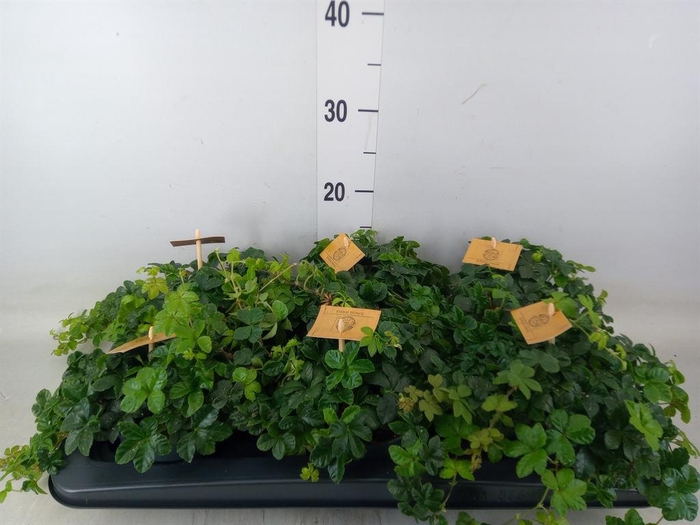 <h4>Parthenocissus inserta</h4>