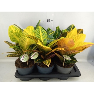 Codiaeum var. GR 'Petra'