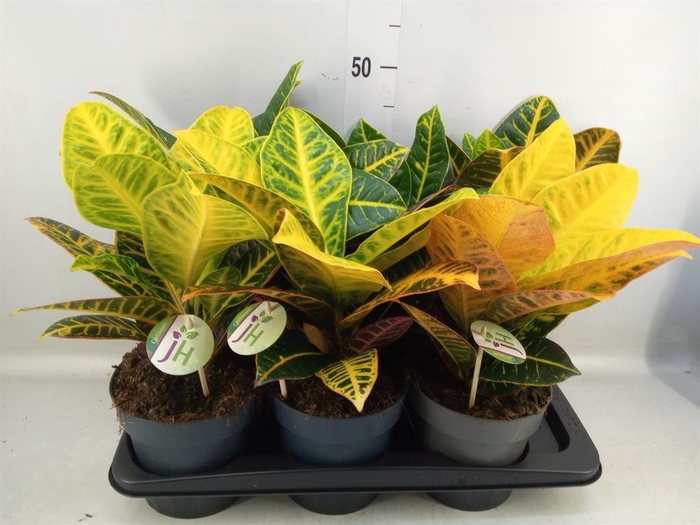 <h4>Codiaeum var. GR 'Petra'</h4>