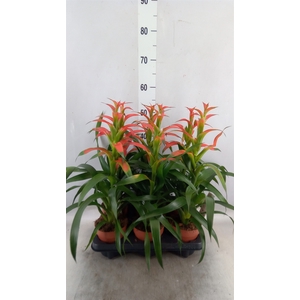 Guzmania wittmackii   ...red