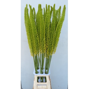 EREMURUS YELL IMPACT