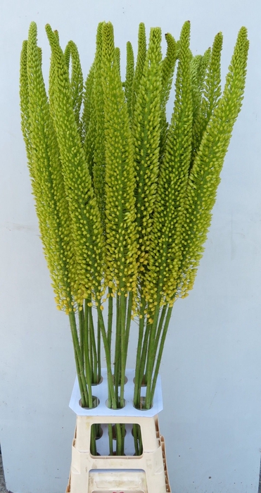 <h4>EREMURUS YELL IMPACT</h4>