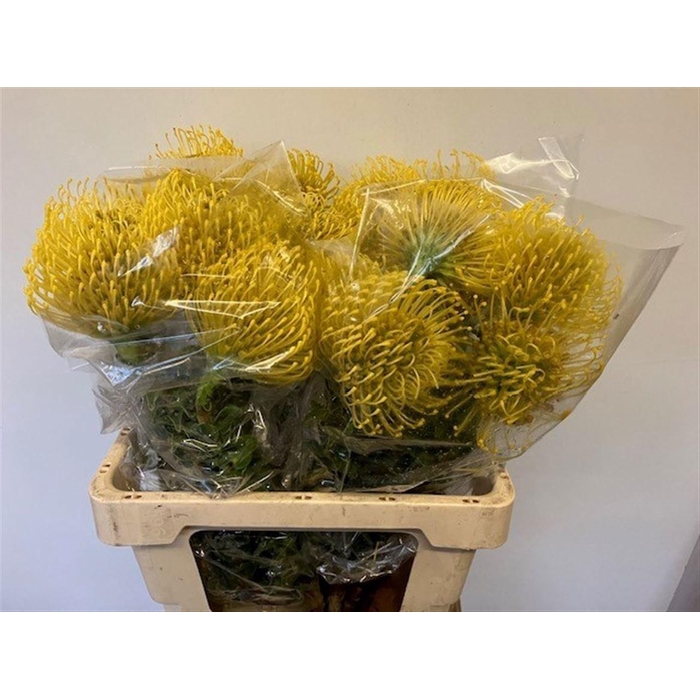 <h4>Leuco Co High Gold</h4>