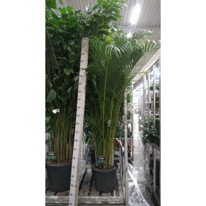 Dypsis lutescens   ...Chrysalidoca