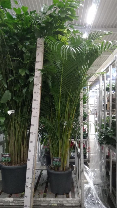 <h4>Dypsis lutescens   ...Chrysalidoca</h4>