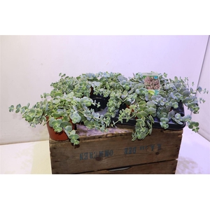 Sedum Sieboldii