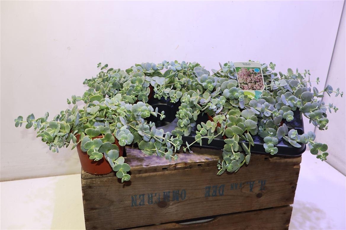 <h4>Sedum Sieboldii</h4>
