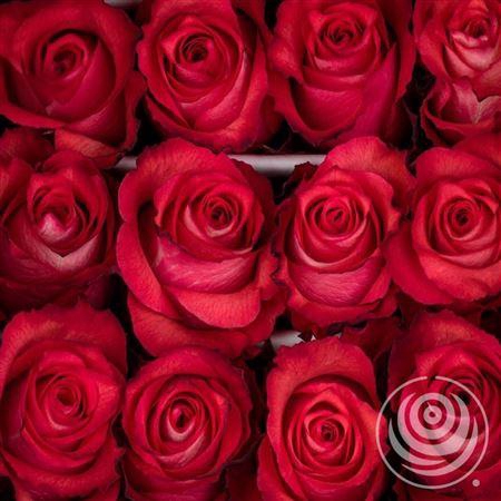 <h4>R Eq Iguana</h4>