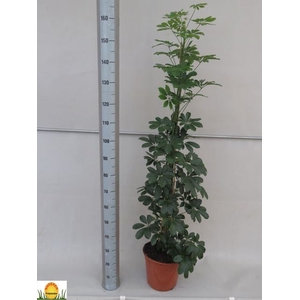 Schefflera arbor. 'Compacta'