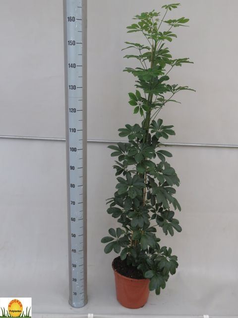 <h4>Schefflera arbor. 'Compacta'</h4>