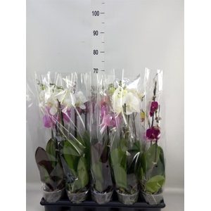 Phalaenopsis   ...mix