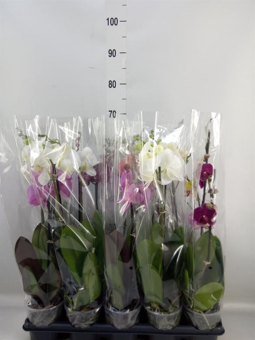 <h4>Phalaenopsis ...mix</h4>