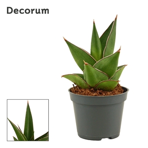 Sansevieria Abbey crown 6 cm (Decorum)