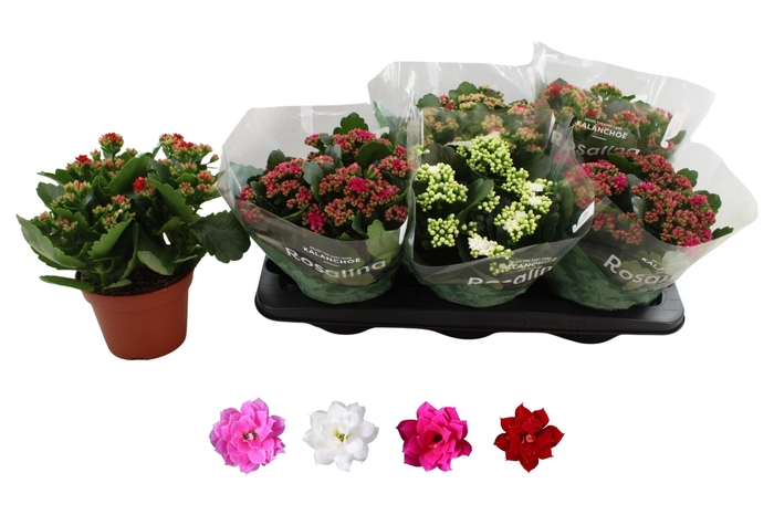 <h4>KAL GE RO GEM 4 KL</h4>