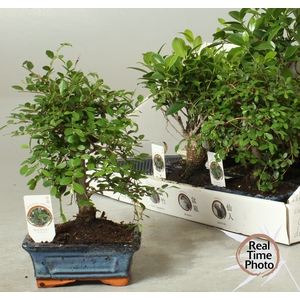 BONSAI GEM