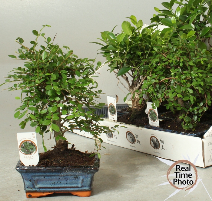 <h4>BONSAI GEM</h4>