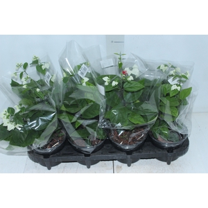 LAGRIMA DE CRISTO P14