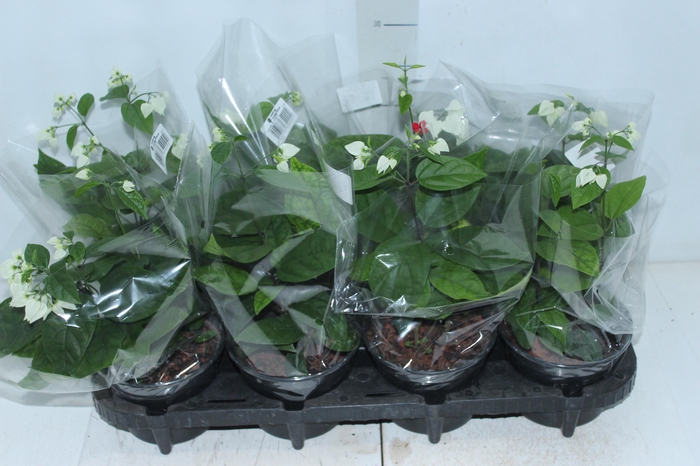 <h4>LAGRIMA DE CRISTO P14</h4>