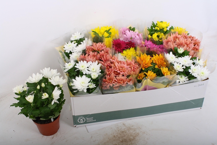 <h4>CHRYS GEM 7 KL</h4>