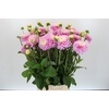 Dahlia Sweet Love