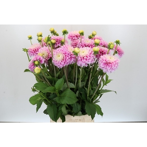 Dahlia Sweet Love