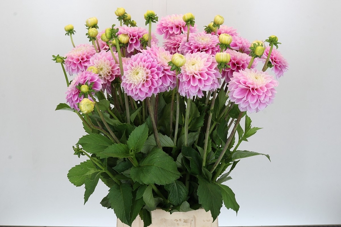 <h4>Dahlia Sweet Love</h4>