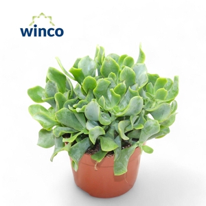 Crassula Undilatifolia