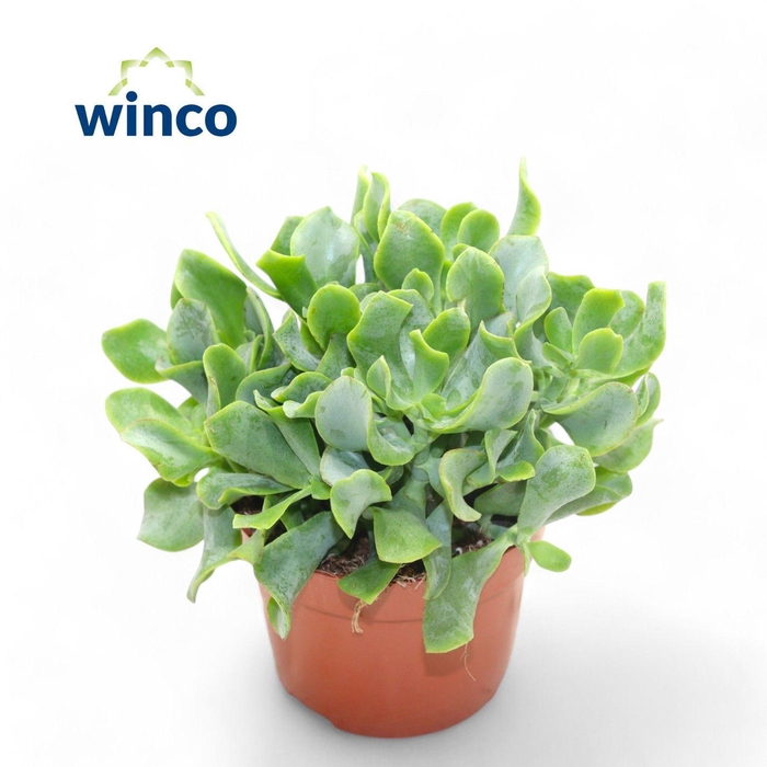 <h4>Crassula Undilatifolia</h4>