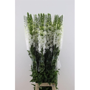 Antir. White Fr 110cm