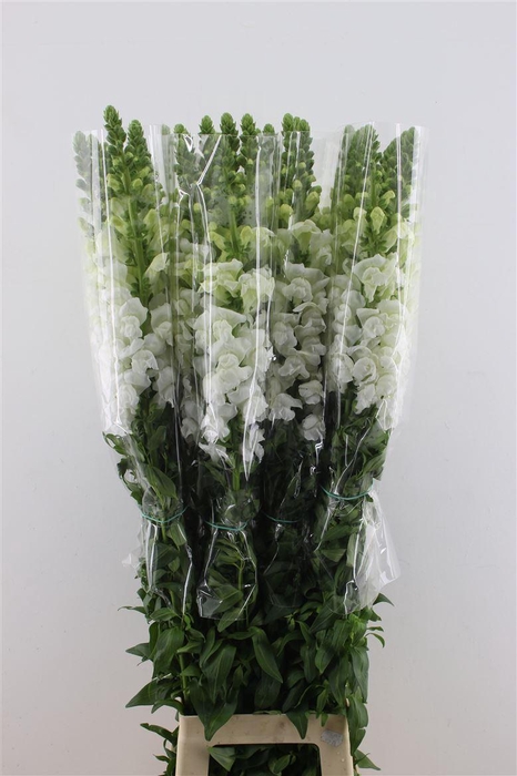 <h4>Antir. White Fr 110cm</h4>