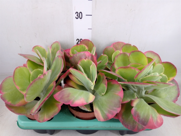 <h4>Kalanchoe NF thyrsiflora</h4>
