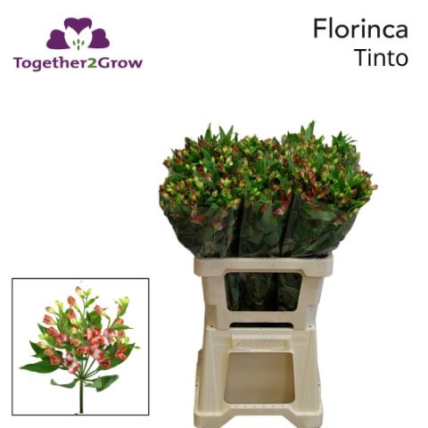 <h4>Alstroemeria Tinto Water x60</h4>