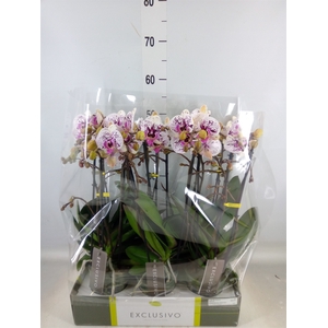 Phalaenopsis multi.   ...