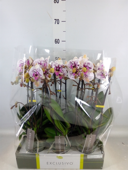 <h4>Phalaenopsis multi.   ...</h4>