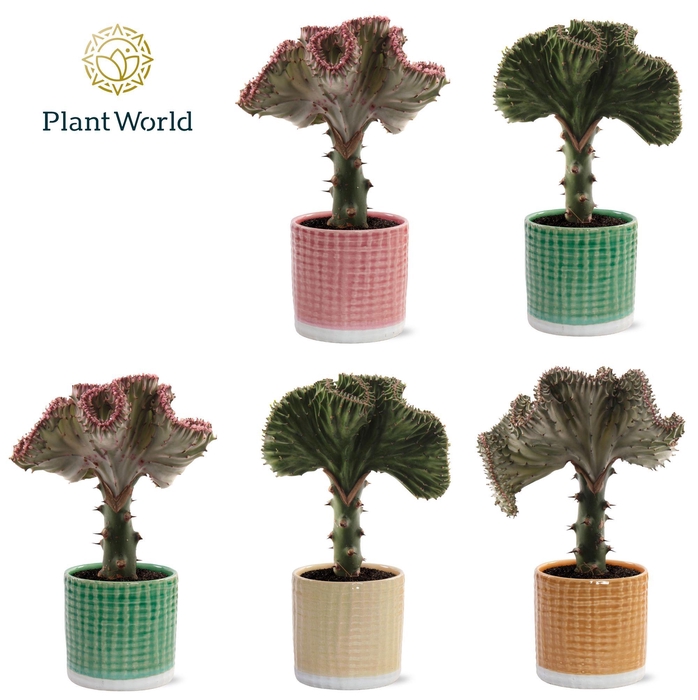 <h4>Euphorbia lactea 'Cristata' Mix in pot Elsa</h4>