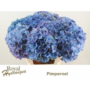 HYDR M CH PIMPERNEL