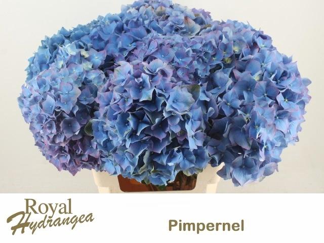 <h4>HYDR M CH PIMPERNEL</h4>