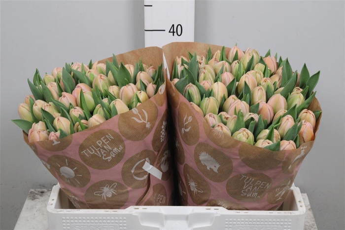 <h4>Tu Du Daphne</h4>