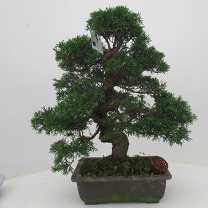 Juniperus chinensis, 26 cm., height 50 cm. (single item)