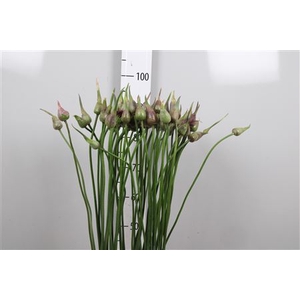 Allium Mystic Merlin