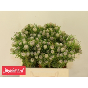 LEUCAD L AY JA PE VT