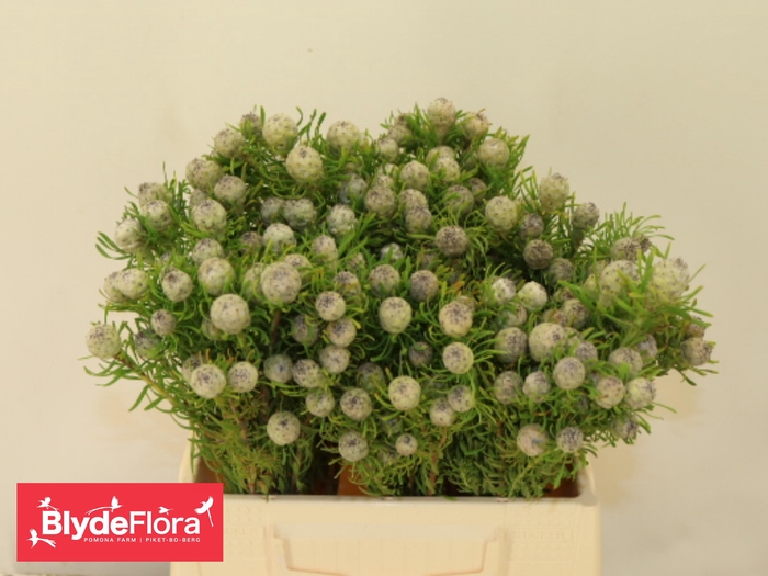 <h4>LEUCAD L AY JA PE VT</h4>