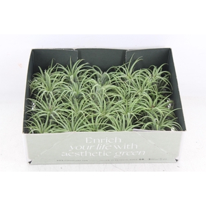 arr3 CP - Till. - Ionantha groen x20