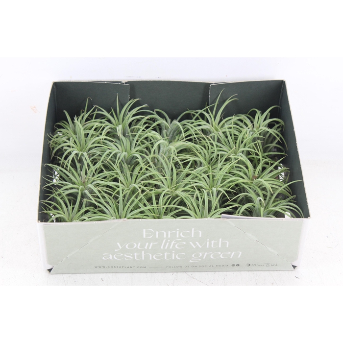 <h4>Arr3 Cp - Till. - Ionantha Groen X20</h4>