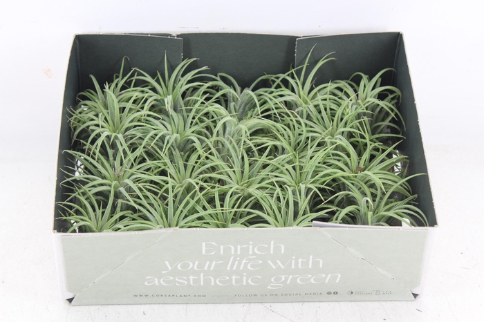 <h4>arr3 CP - Till. - Ionantha groen x20</h4>