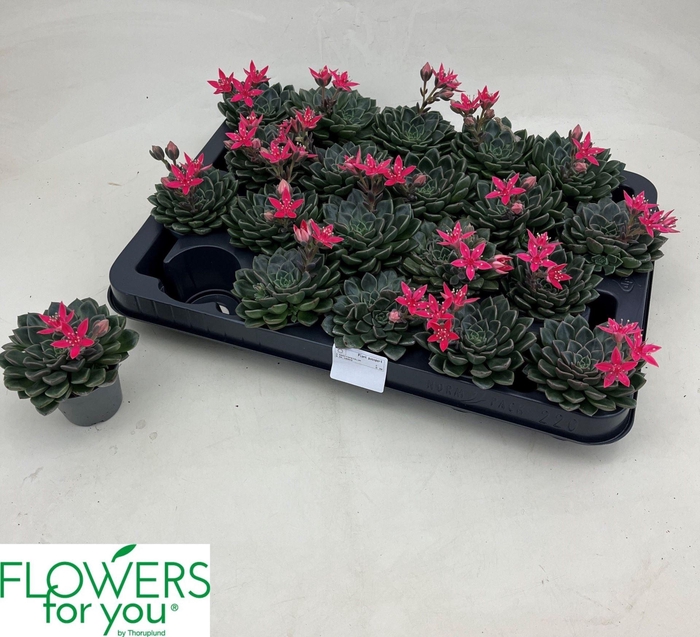 <h4>Graptopetalum tacitus</h4>