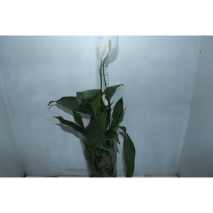 SPATHIPHYLLUM P17 MIN 5 HT COM FLOR