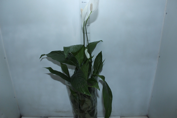 <h4>SPATHIPHYLLUM P17 MIN 5 HT COM FLOR</h4>