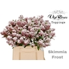SKIMMIA FROST